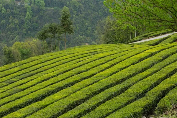 珍しい多肉植物の見つけ方と育て方のコツをプロが実践解説