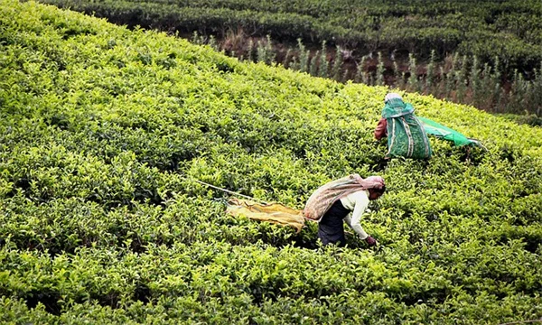 小庭でも大成功！ポリネーターガーデンに最適なコンテナ植物たった8品種