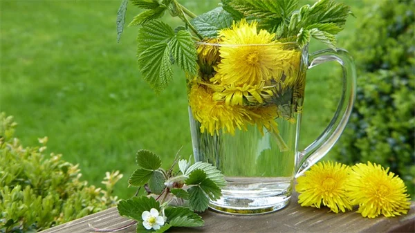 なぜ？冬の多年草が浮き上がる原因とプロが教える4つの対策