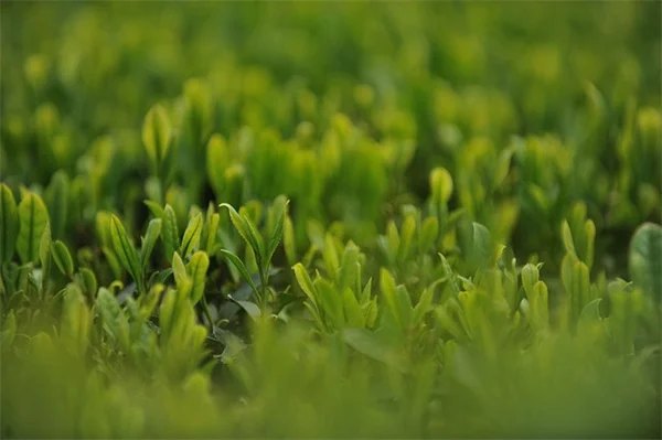 公園の植物、剪定枝を取るのは違法？法的リスクと安全な挿し木方法を解説