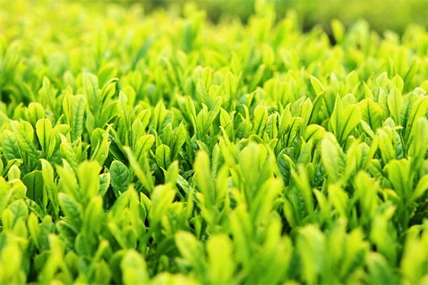 公園の植物、剪定枝を取るのは違法？法的リスクと安全な挿し木方法を解説