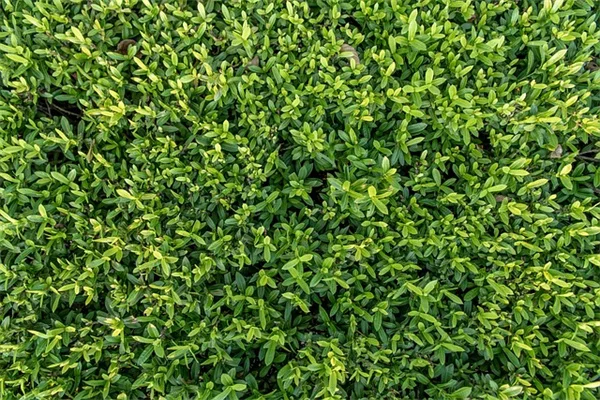グローイングバブル徹底解説！コスパ最強で初心者にぴったりな理由