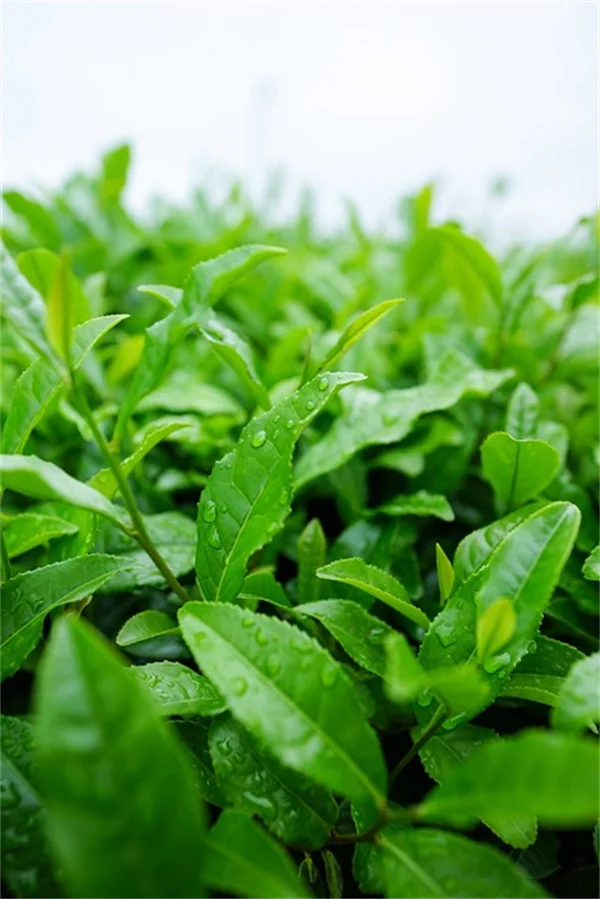 秋色观叶植物7选：育て方のコツと失敗しない選び方