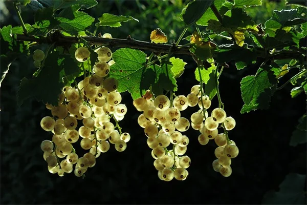 自然な庭のアイデアを簡単に実現する方法！芝生の代わりに在来種で作るエコな庭